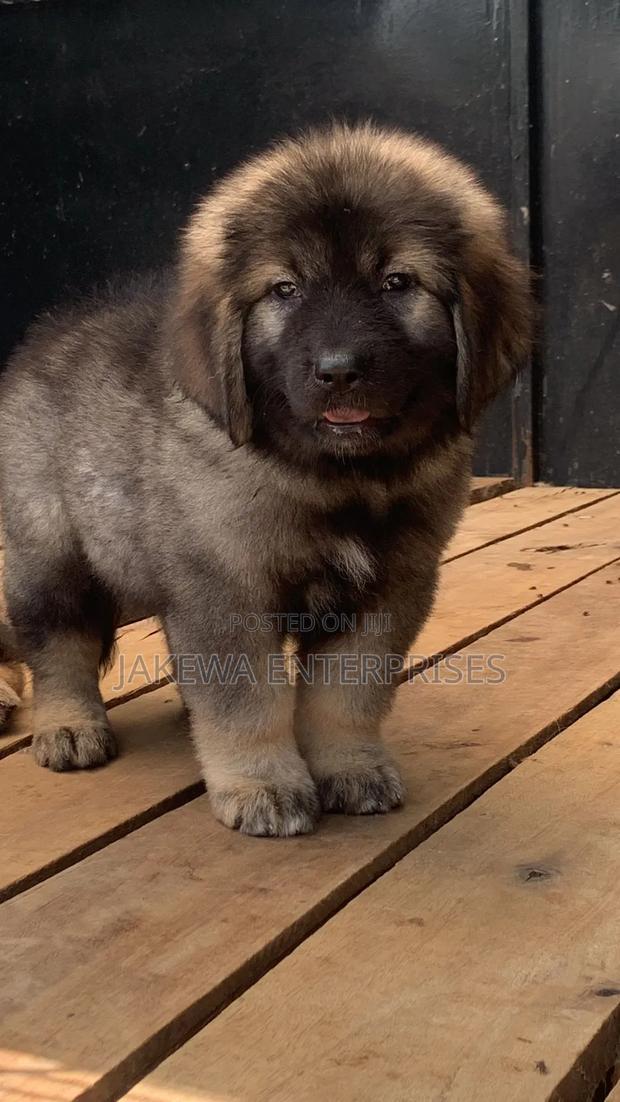1-3 months Male Purebred Caucasian Shepherd