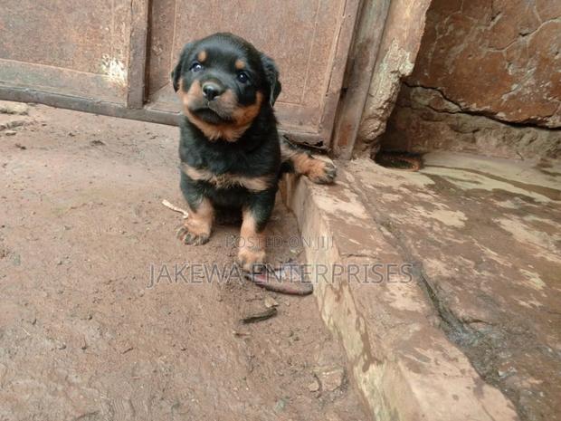 1-3 months Male Purebred Rottweiler