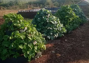 Multi Storey Garden