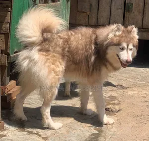 1-3 months Male Purebred Siberian Husky