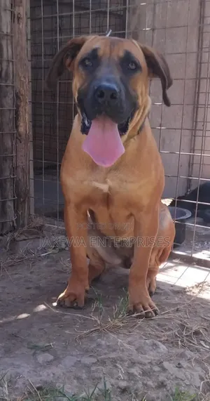 1+ year Female Purebred Boerboel