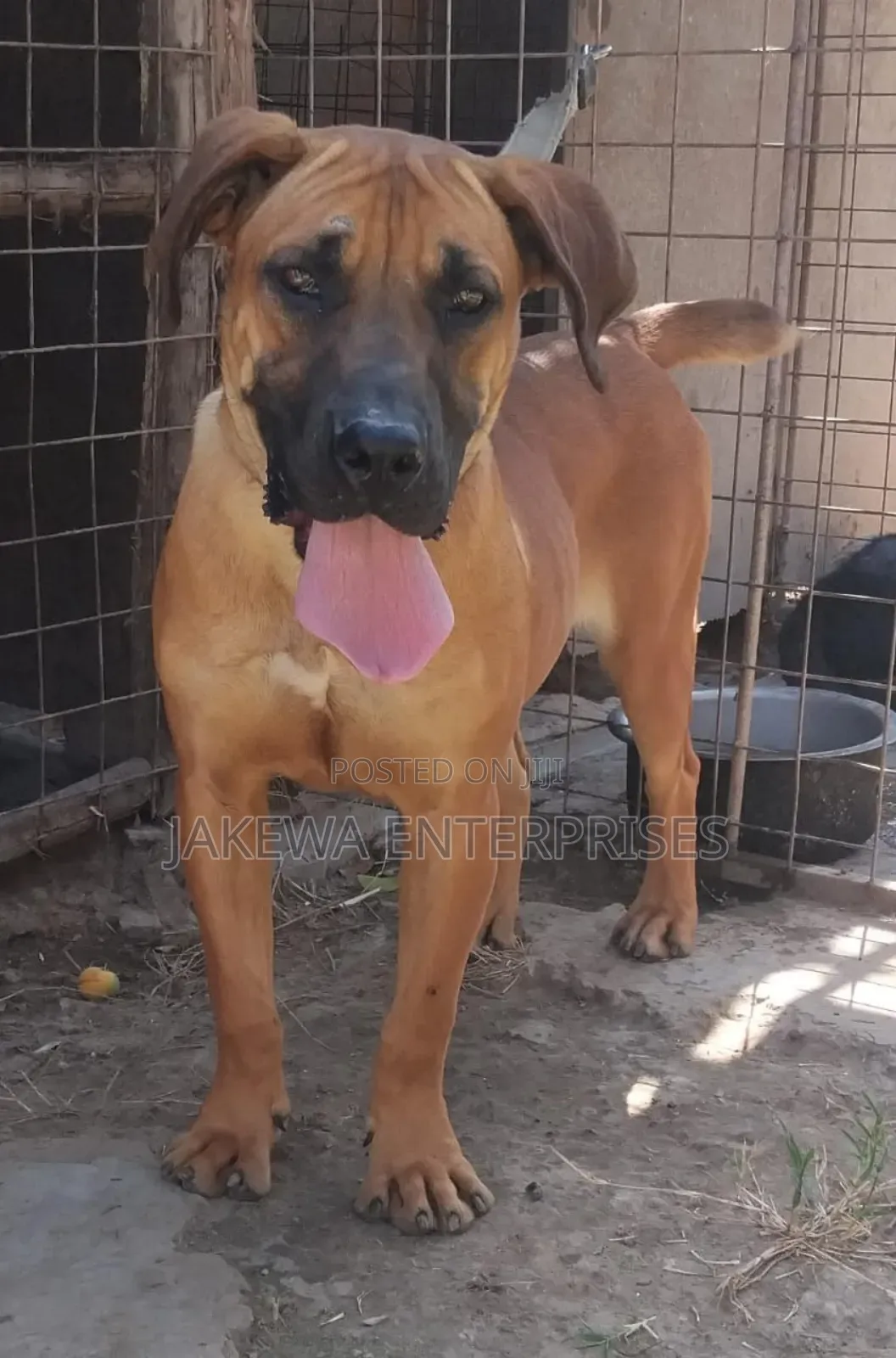 1+ year Female Purebred Boerboel