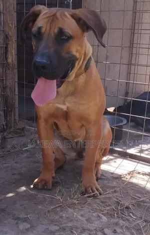 1+ year Female Purebred Boerboel