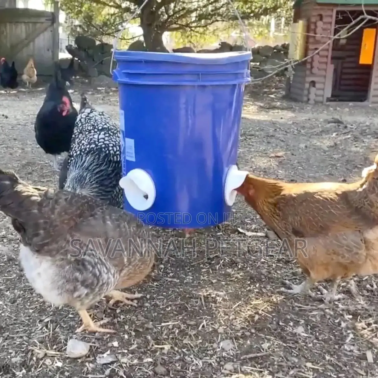 Automatic Chicken Feeders No Waste Poultry Feeder Ports