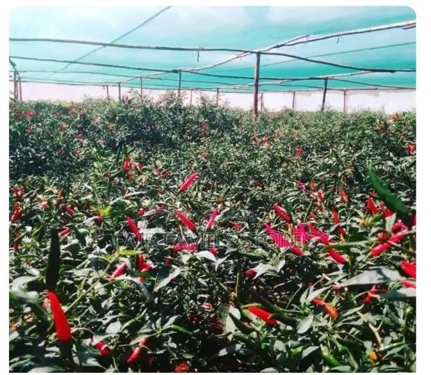 50% Shade Net for Farming 4m by 50m