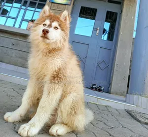 3-6 months Male Purebred Siberian Husky