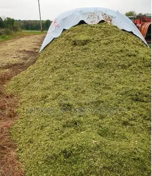 Chopped Silage Without Corn Baled or Loose 10t.