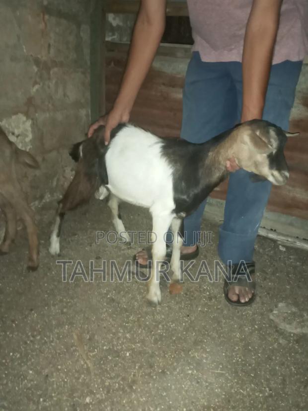 Dairy Goats - main view