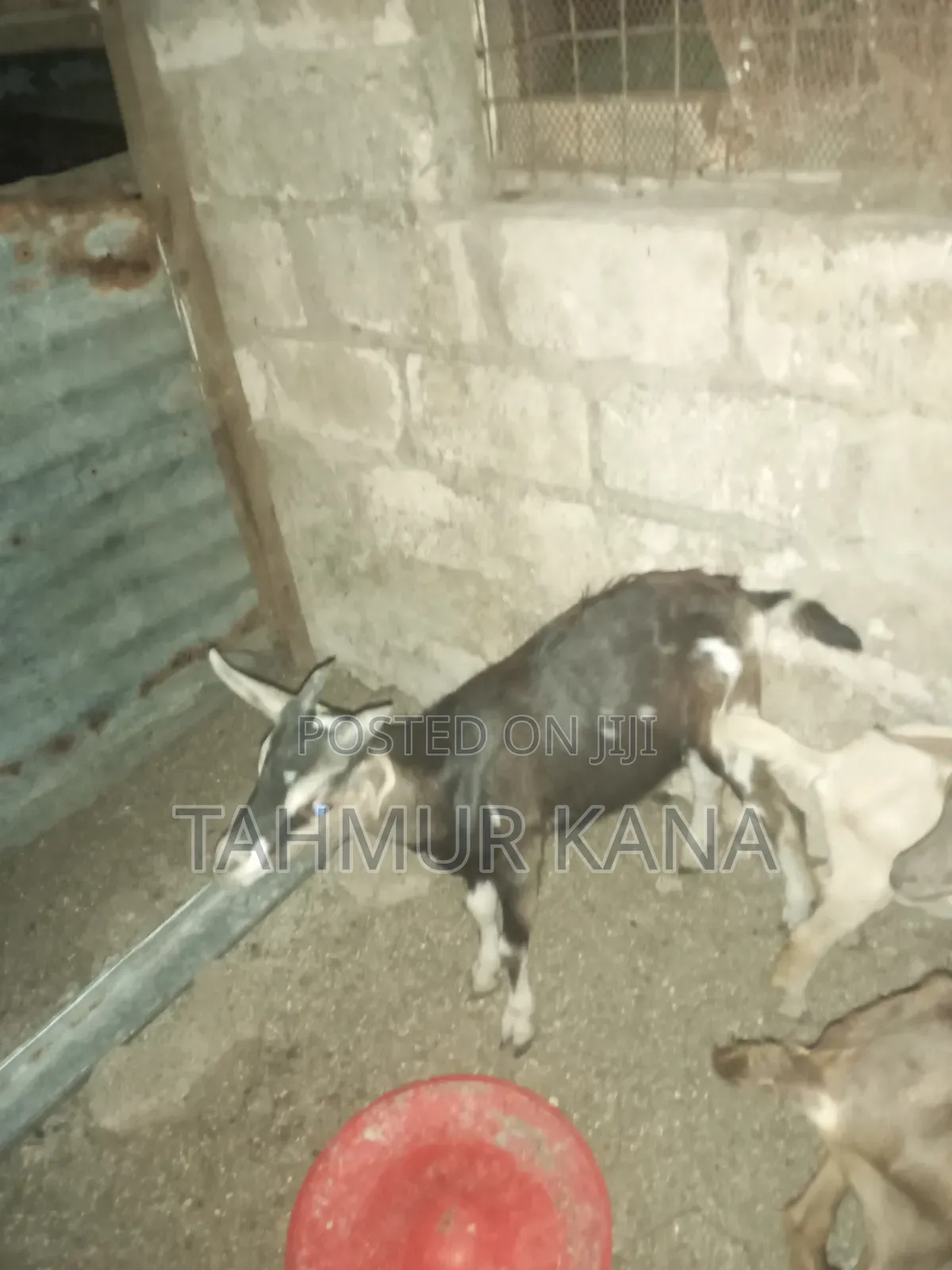 Dairy Goats