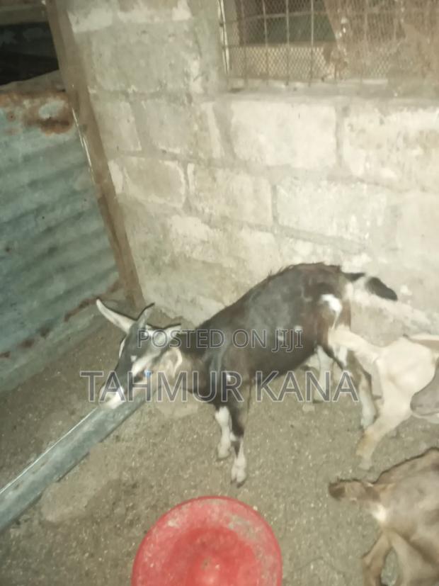 Dairy Goats - thumbnail 2