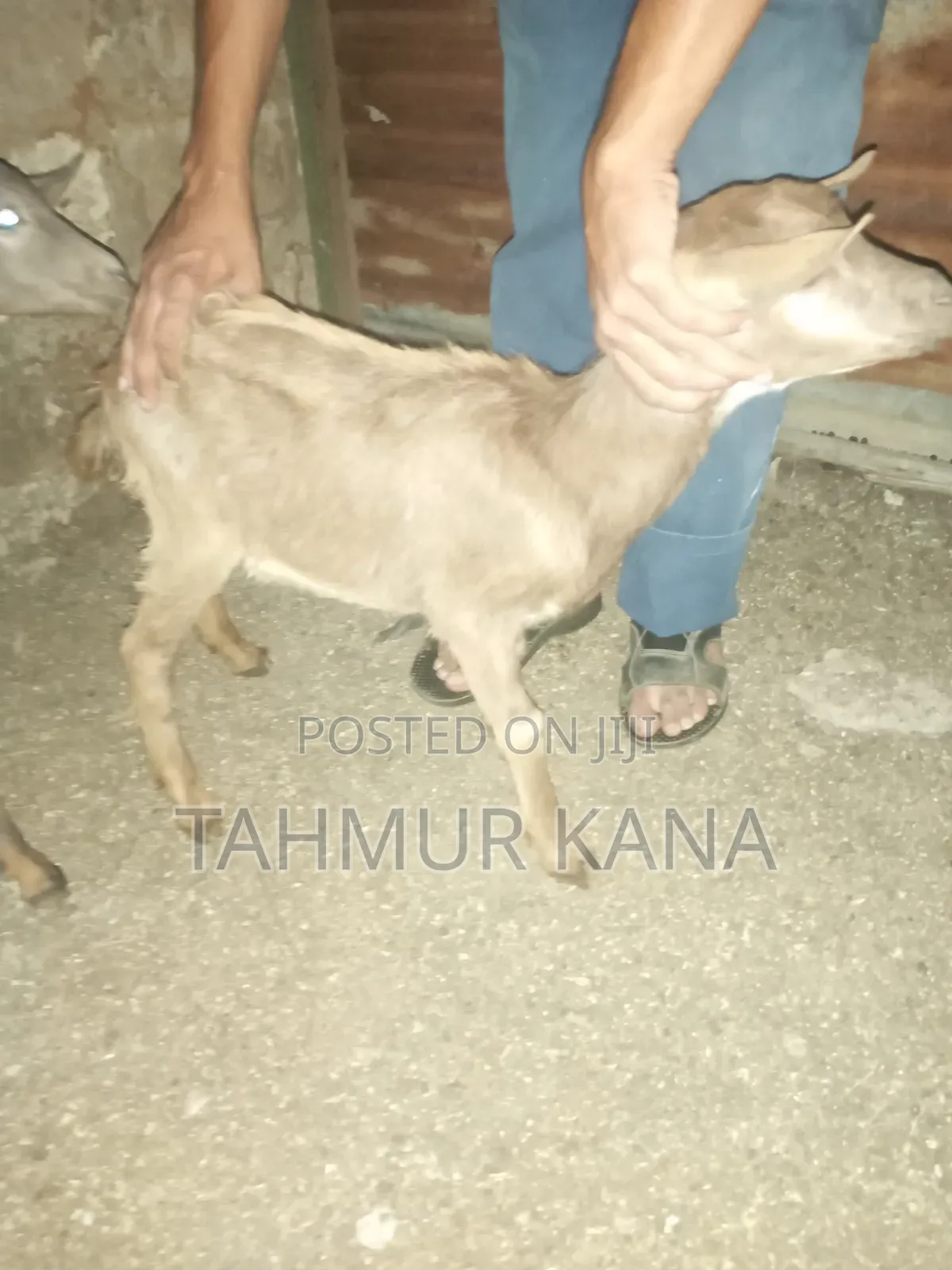 Dairy Goats