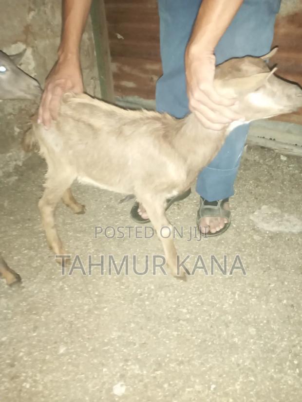 Dairy Goats - thumbnail 3