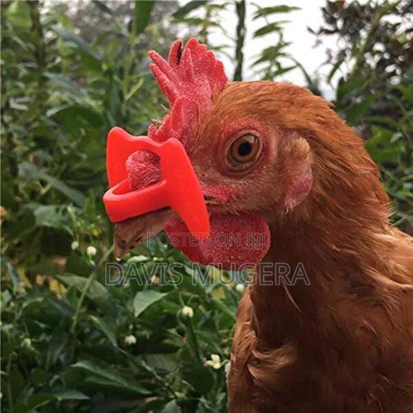 Anti-Pecking Goggles Chicken Glasses (50pcs Medium) - main view