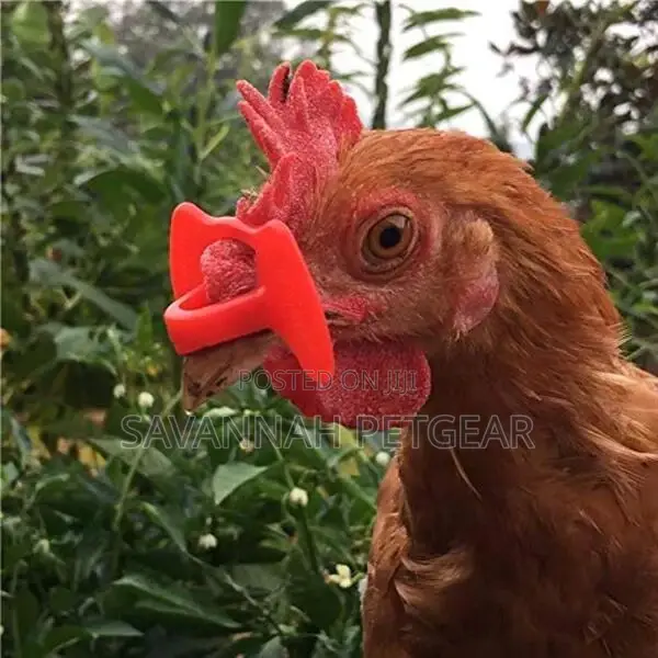 Anti-Pecking Goggles Chicken Glasses (50pcs Medium)