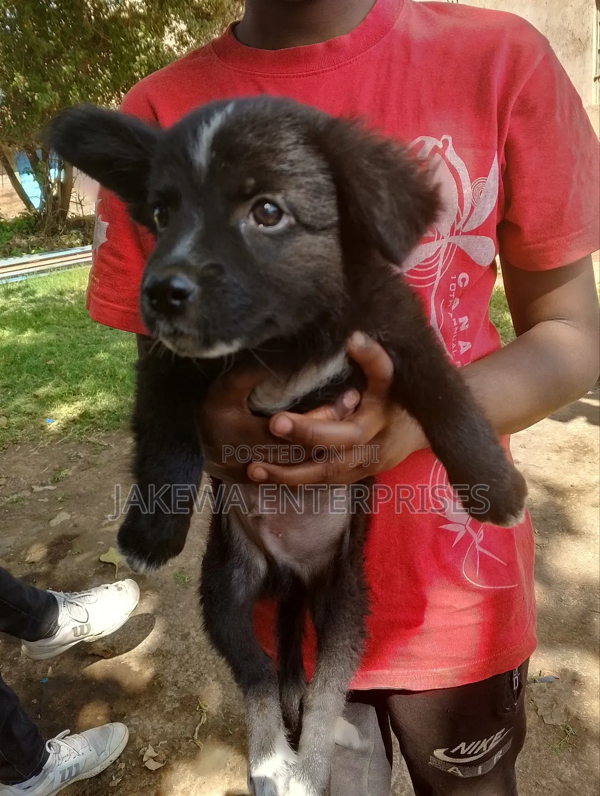 1-3 months Male Purebred Japanese Spitz
