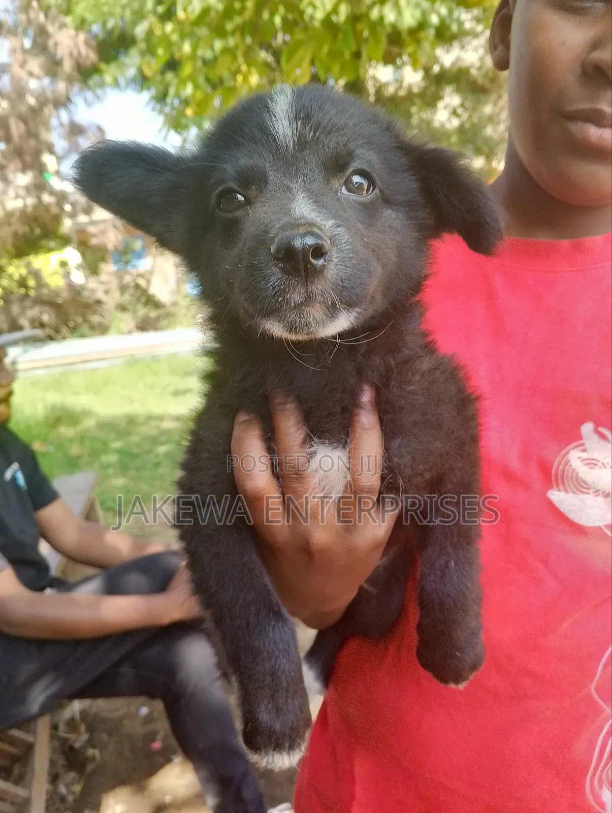 1-3 months Male Purebred Japanese Spitz