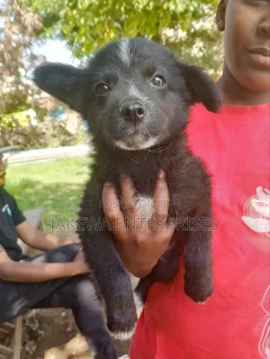 1-3 months Male Purebred Japanese Spitz