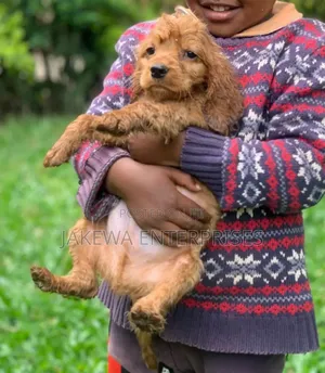1-3 months Male Purebred Cockapoo