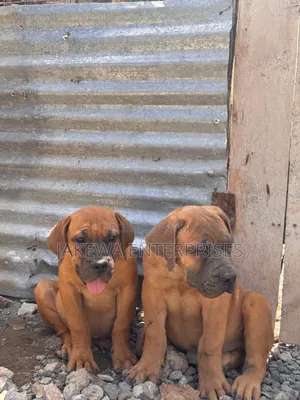 1-3 months Male Purebred Boerboel