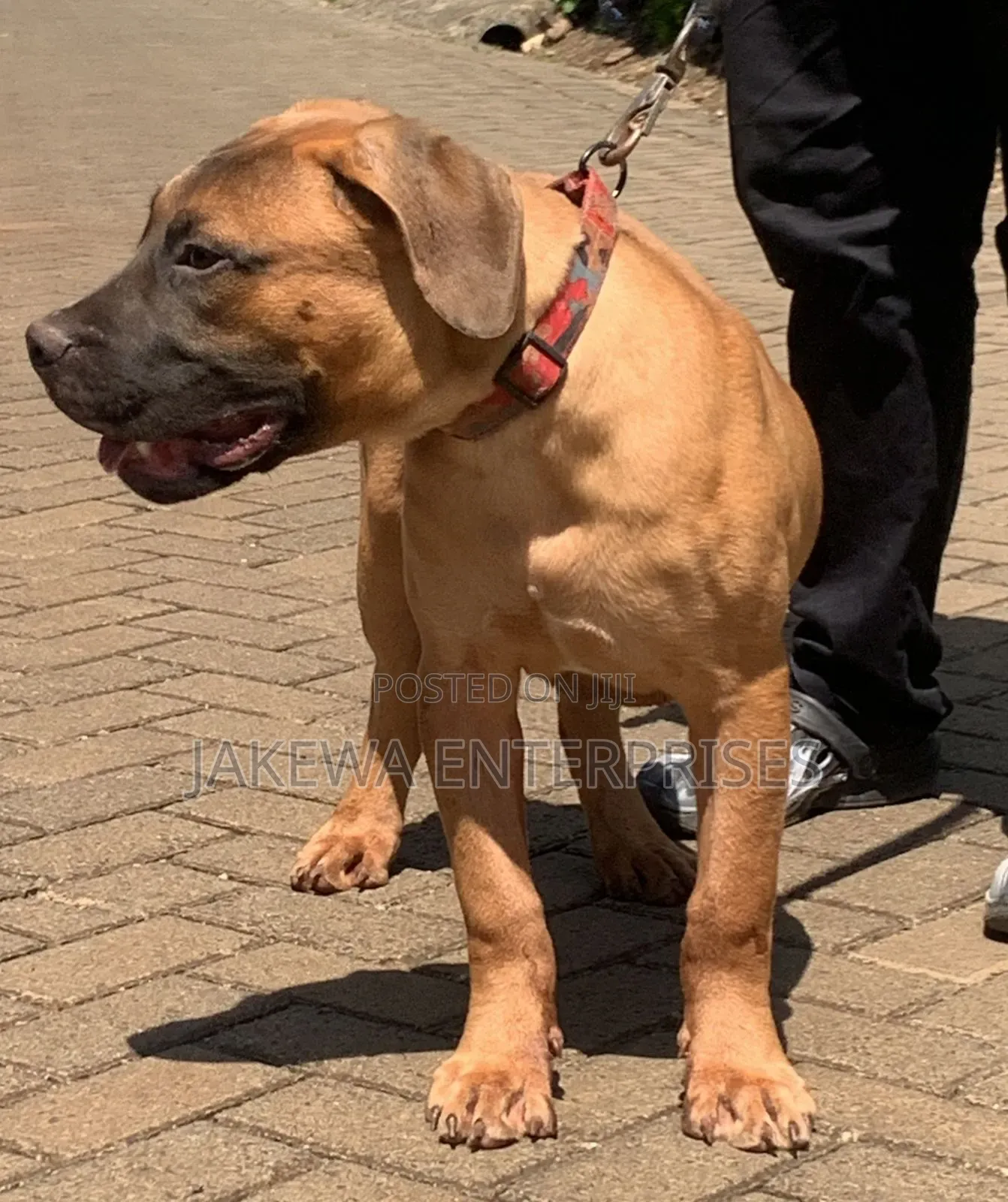 1-3 months Male Purebred Boerboel