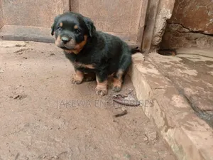 1-3 months Male Purebred Rottweiler