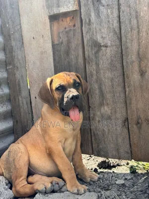 1-3 months Male Purebred Boerboel