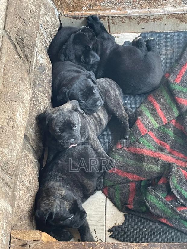 1-3 months Female Purebred Boerboel - main view