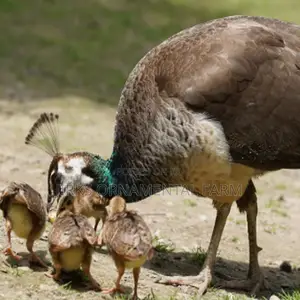 Indian Blue Peachicks (Young Peacocks)