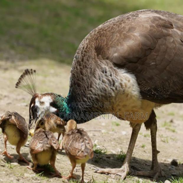 Indian Blue Peachicks (Young Peacocks) - main view