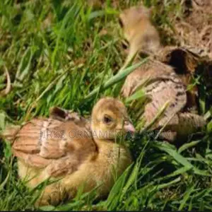 Indian Blue Peachicks (Young Peacocks)