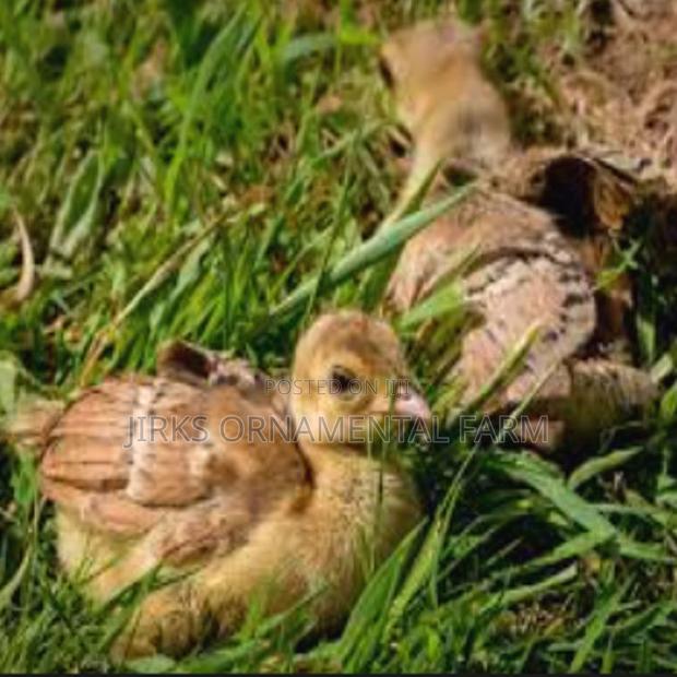 Indian Blue Peachicks (Young Peacocks) - thumbnail 2
