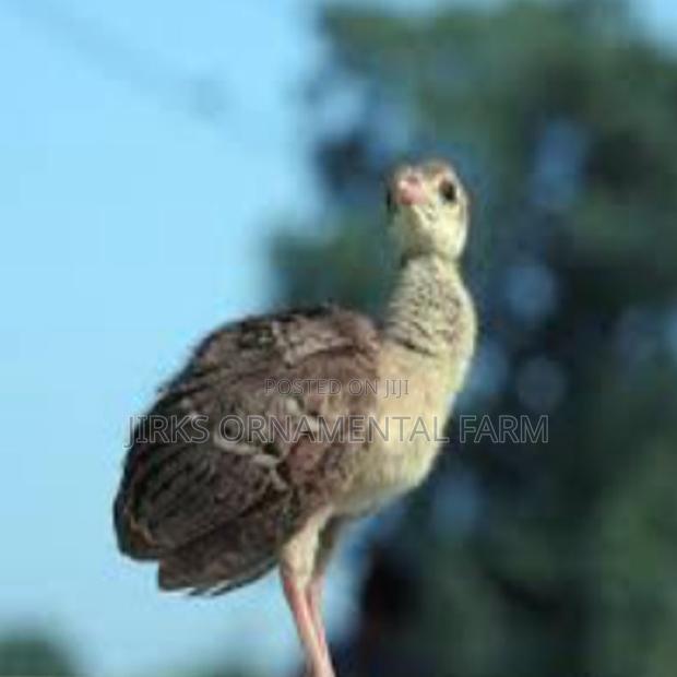 Indian Blue Peachicks (Young Peacocks) - thumbnail 3