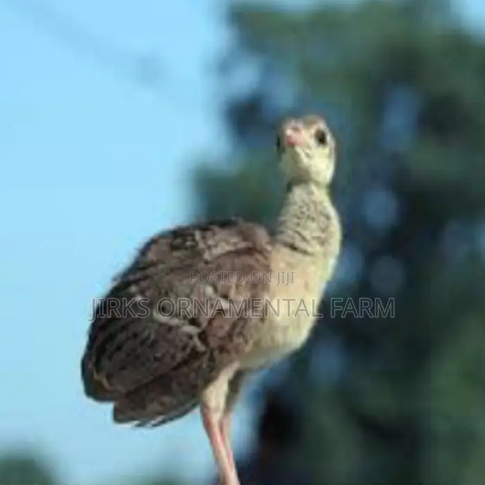 Indian Blue Peachicks (Young Peacocks)