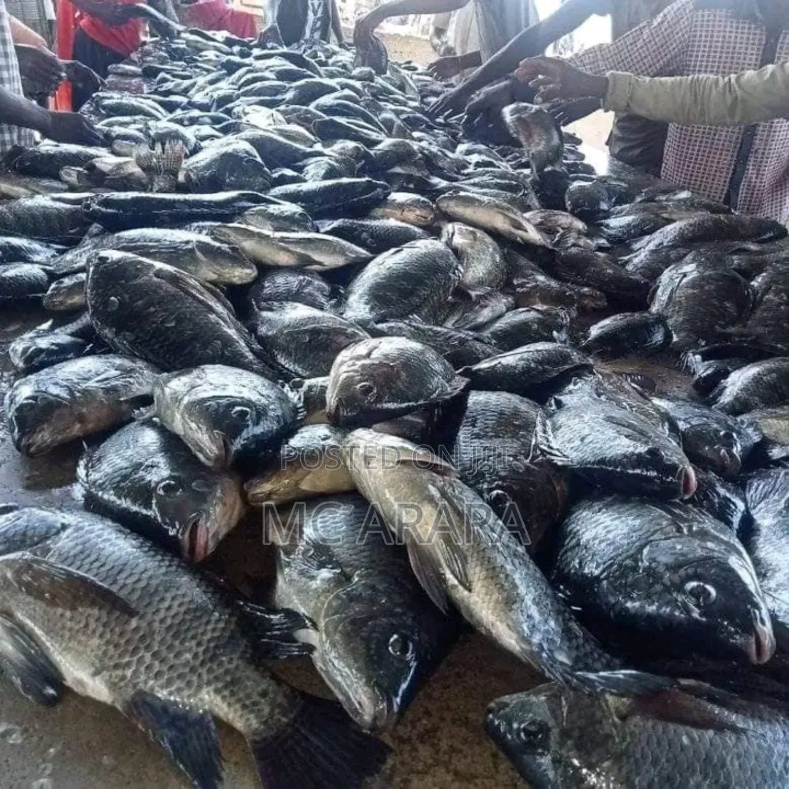 Chosen Fish Suppliers