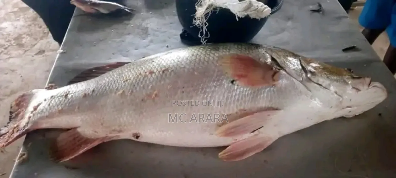 Chosen Fish Suppliers