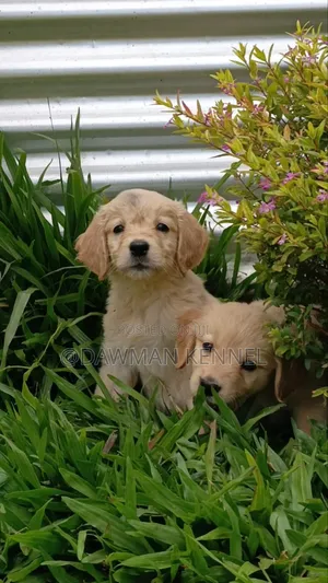 1-3 months Male Purebred Golden Retriever