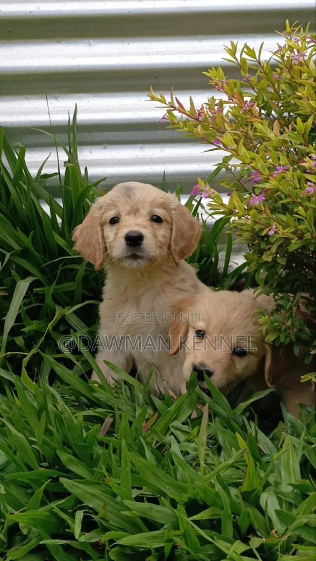 1-3 months Male Purebred Golden Retriever