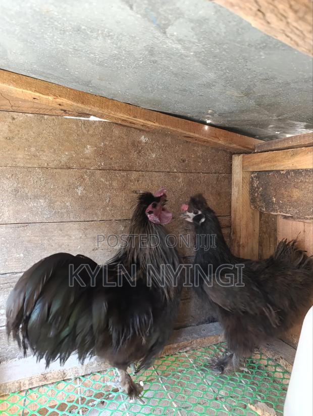 Ornamental Birds Eggs - thumbnail 3