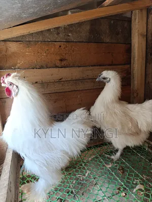 Ornamental Birds Eggs