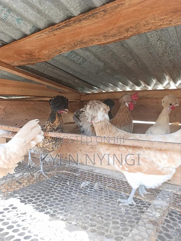 Ornamental Birds Eggs - thumbnail 5