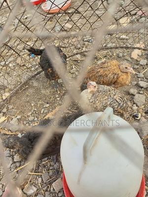 Black Soldier Fly Larvae - main view