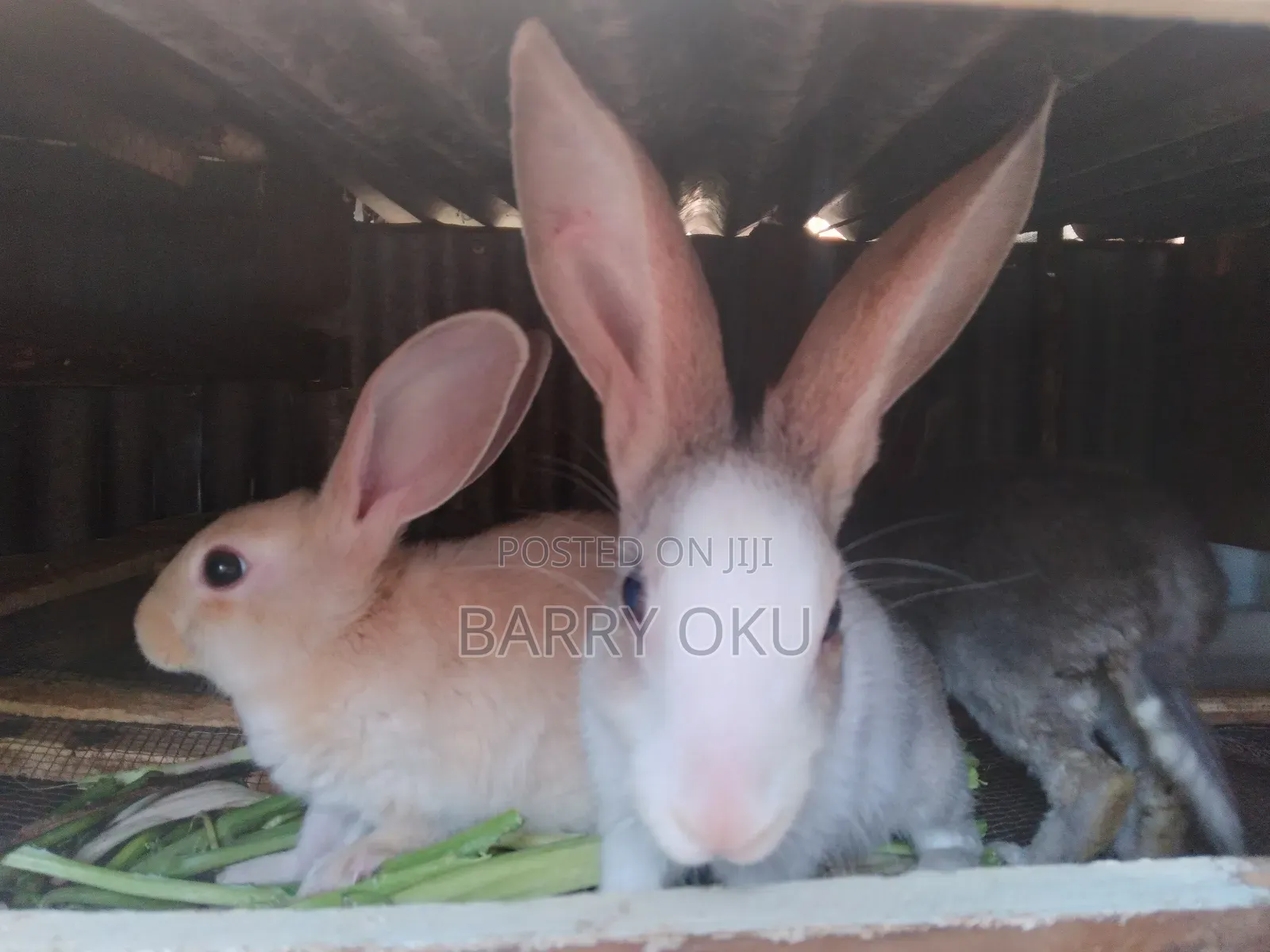 Rabbits, Guinea-Pigs, Kienyeji Kuku