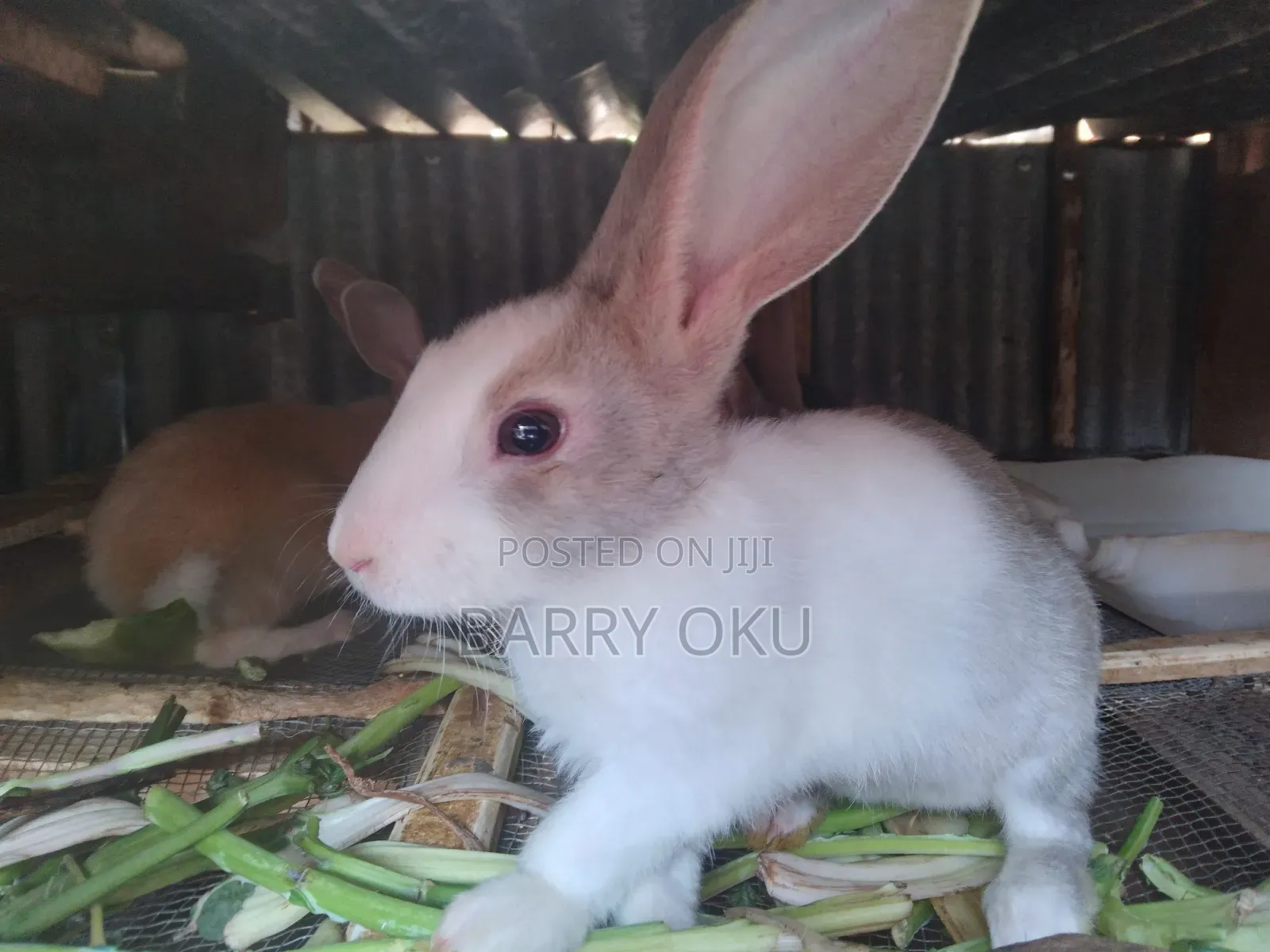 Rabbits, Guinea-Pigs, Kienyeji Kuku