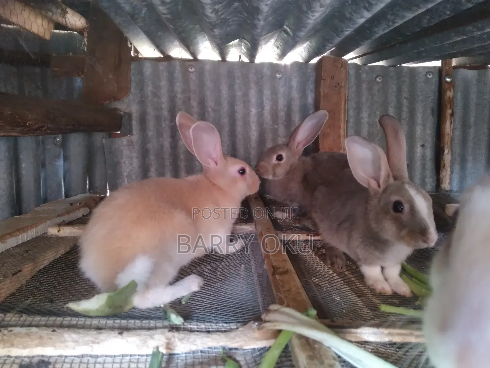 Rabbits, Guinea-Pigs, Kienyeji Kuku