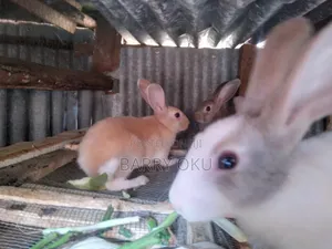 Rabbits, Guinea-Pigs, Kienyeji Kuku