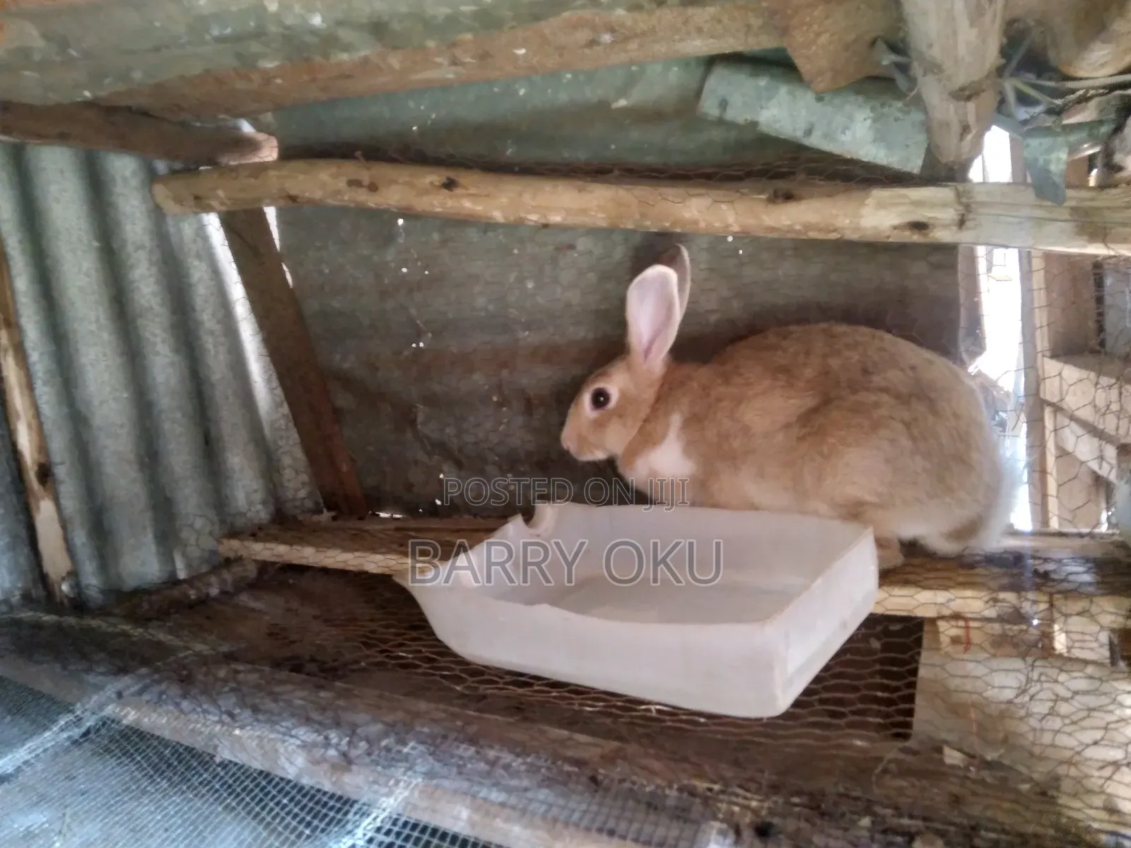 Rabbits, Guinea-Pigs, Kienyeji Kuku