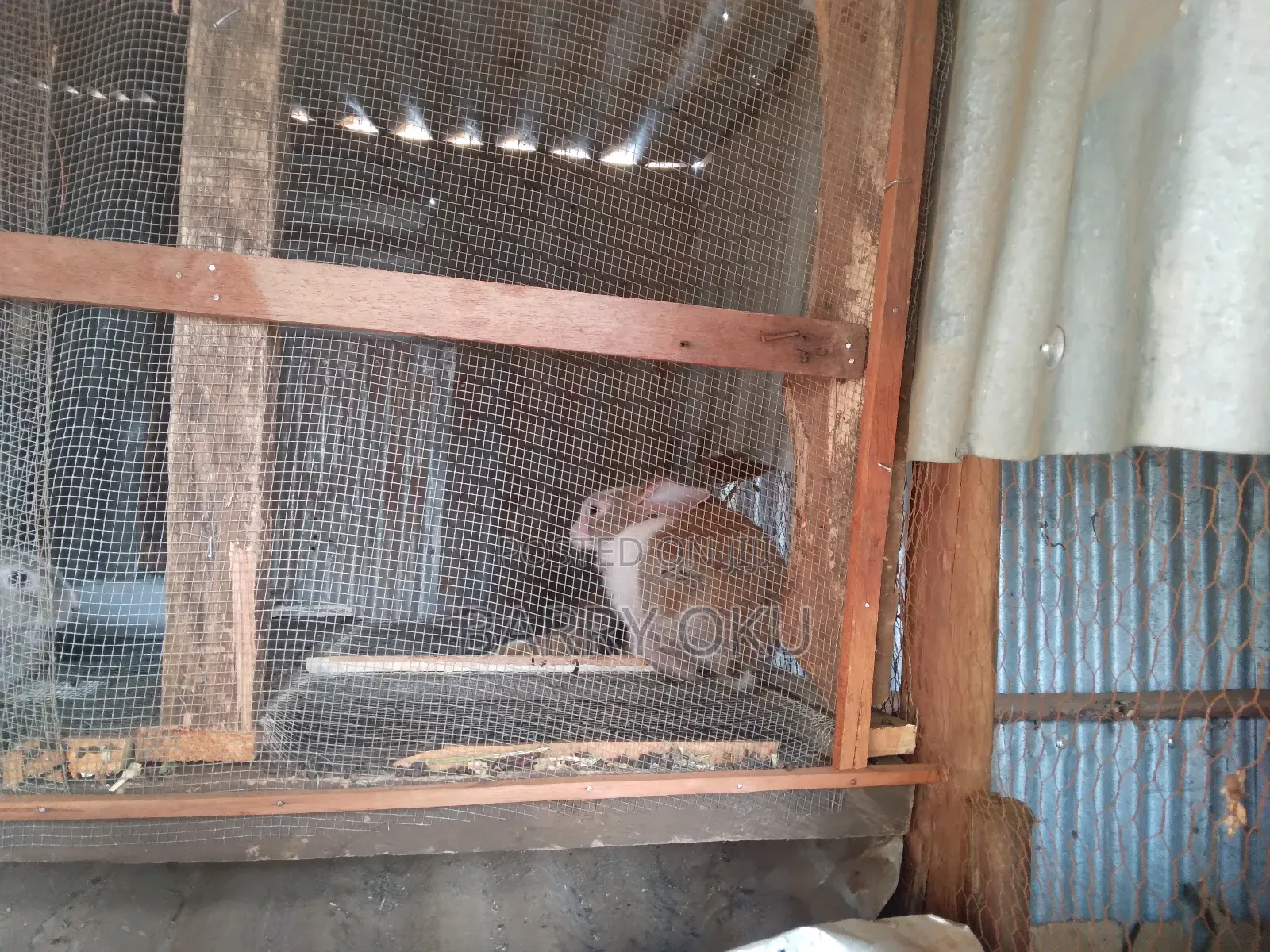 Rabbits, Guinea-Pigs, Kienyeji Kuku