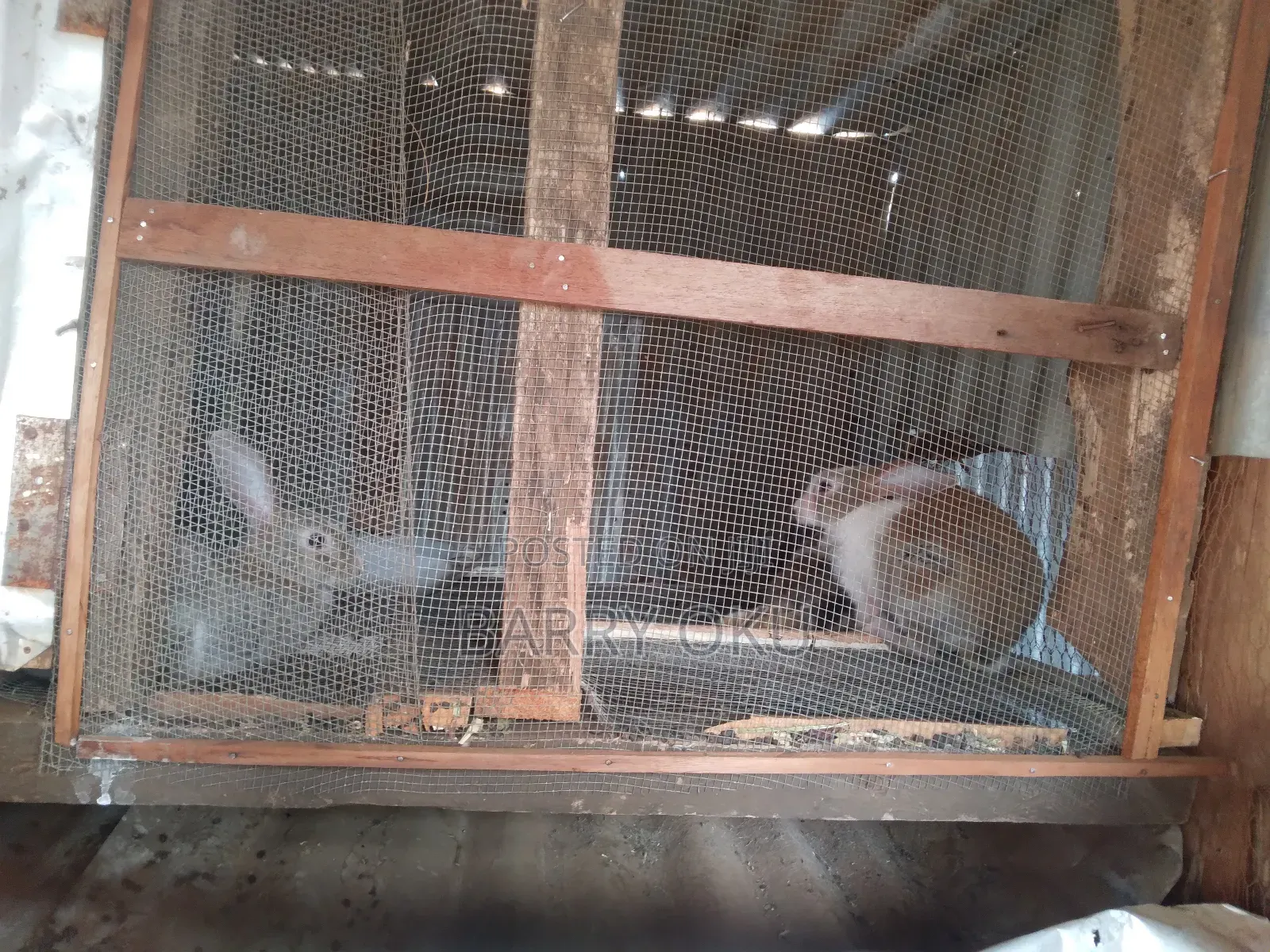 Rabbits, Guinea-Pigs, Kienyeji Kuku