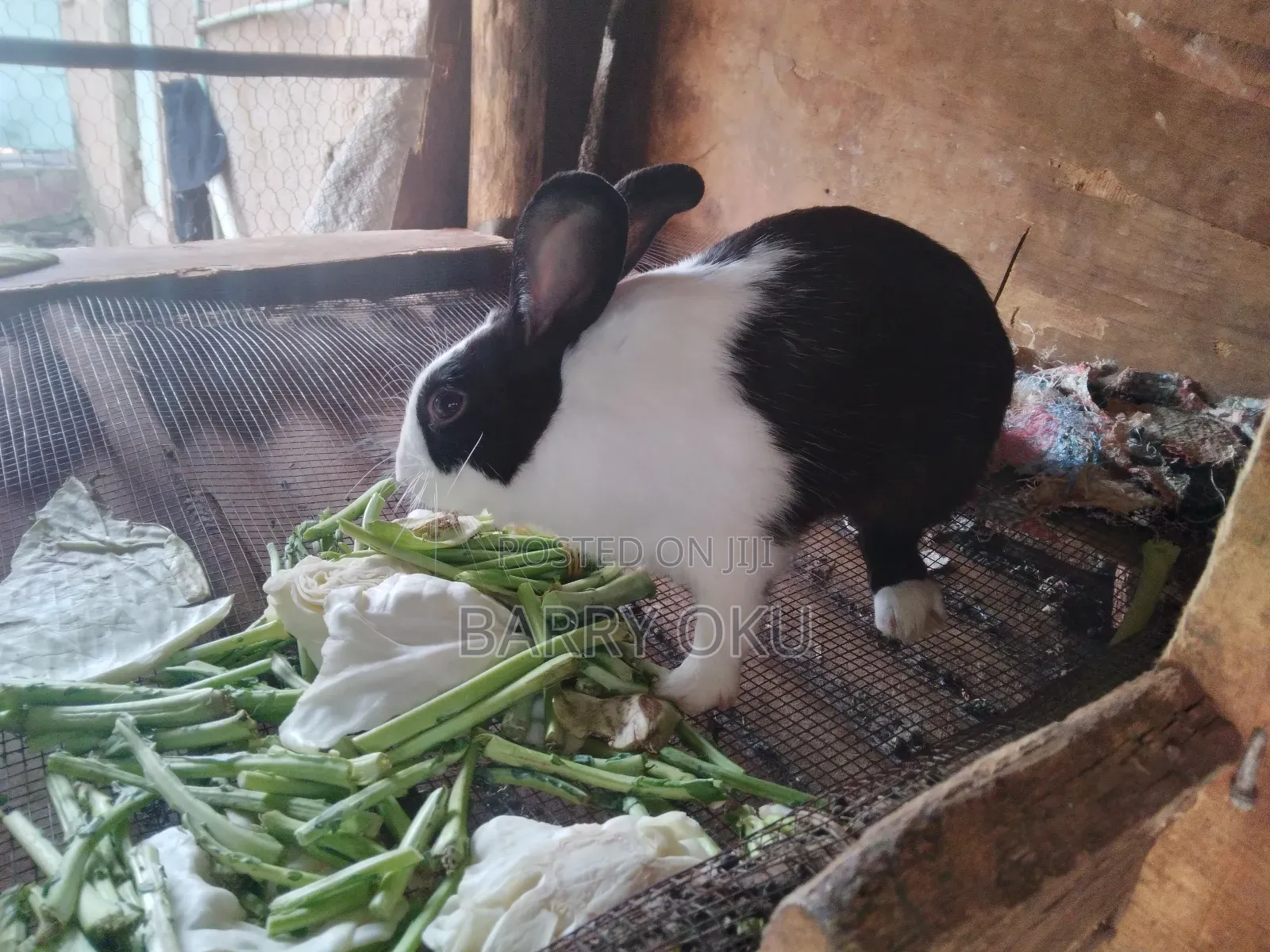 Rabbits, Guinea-Pigs, Kienyeji Kuku