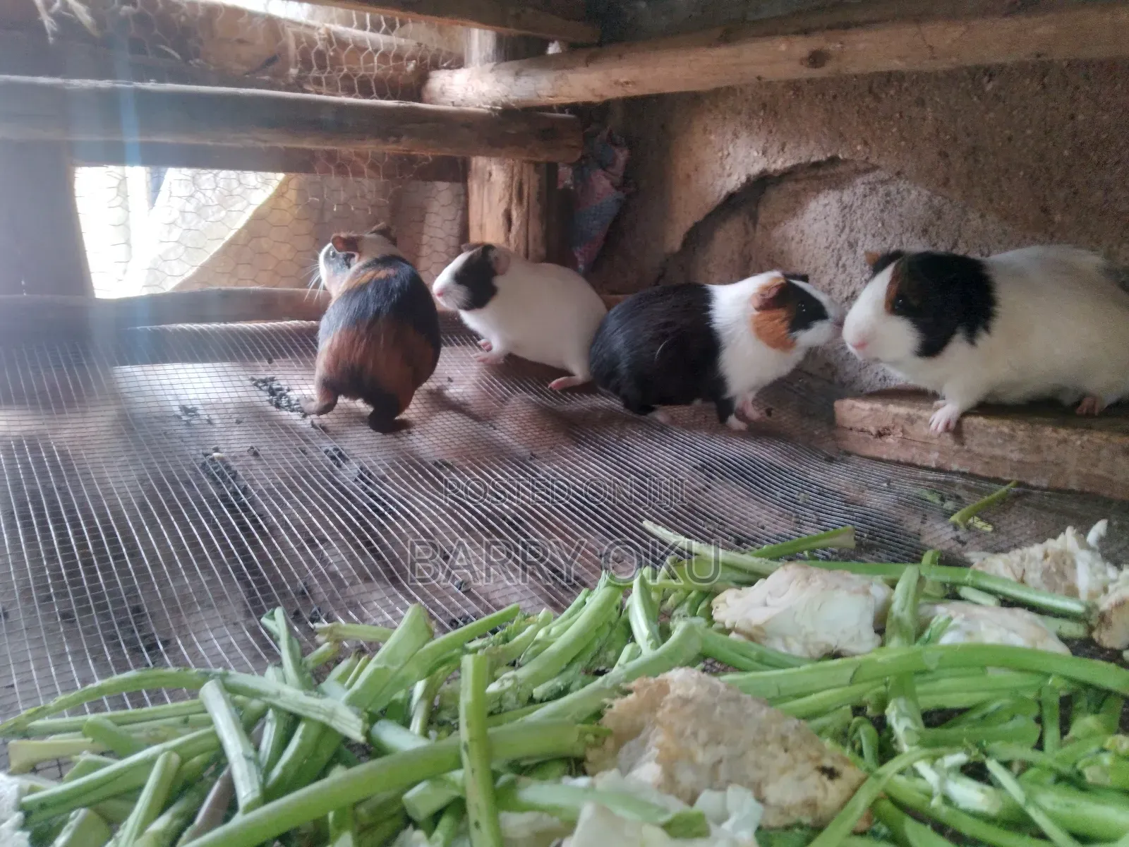 Rabbits, Guinea-Pigs, Kienyeji Kuku
